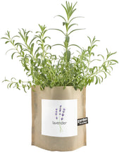 Load image into Gallery viewer, Lavender In A Bag - Black & White Interiors