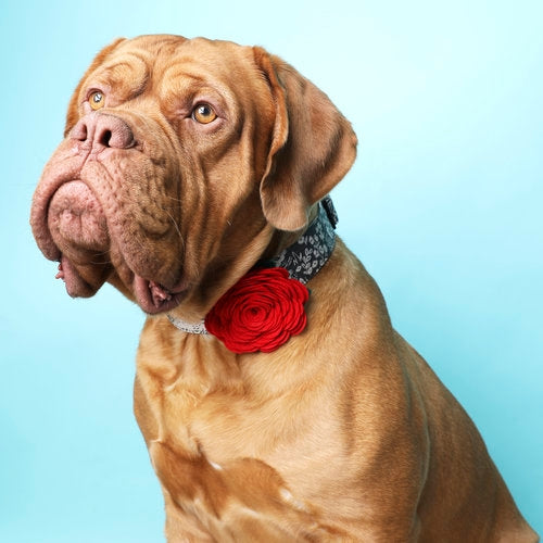 Rose Dog Collar Embellishment