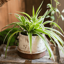 Load image into Gallery viewer, Restoration Ceramic Planter