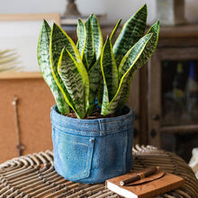 Load image into Gallery viewer, Blue Jean Cement Pot