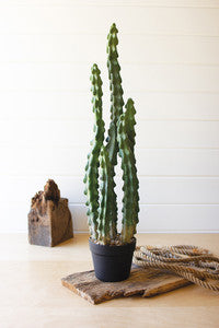 Six Stem Cactus