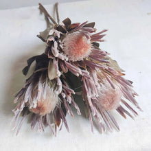 Load image into Gallery viewer, Dried Common Protea