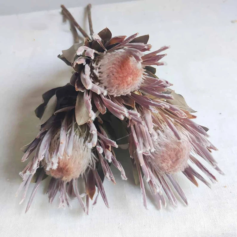 Dried Common Protea