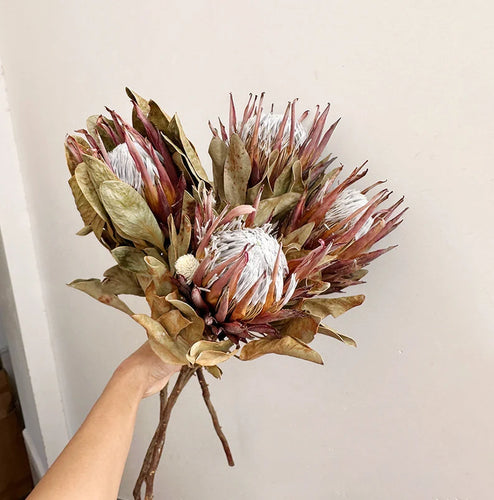 Dried King Protea