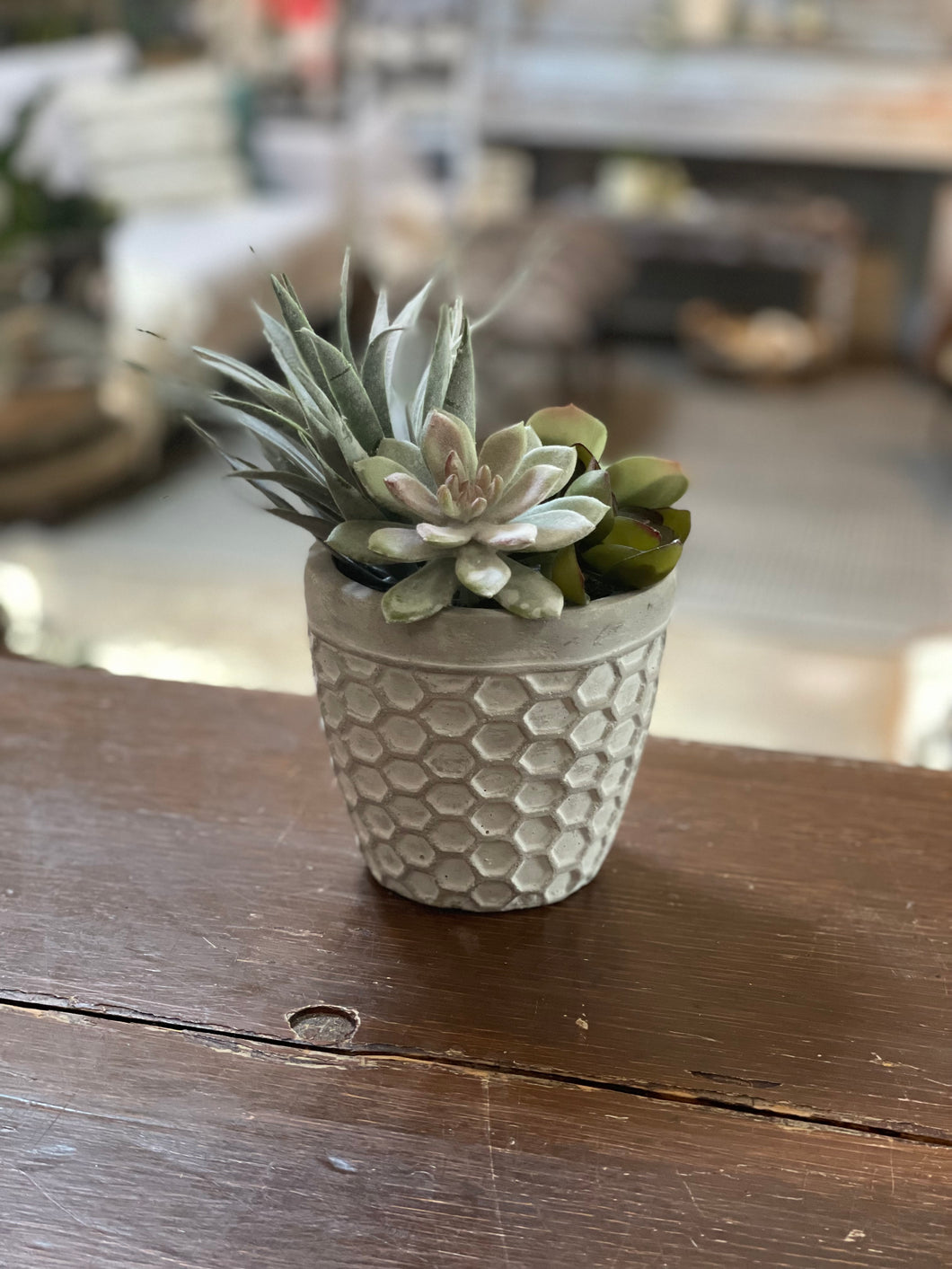 Succulent in Honeycomb Cement Pot