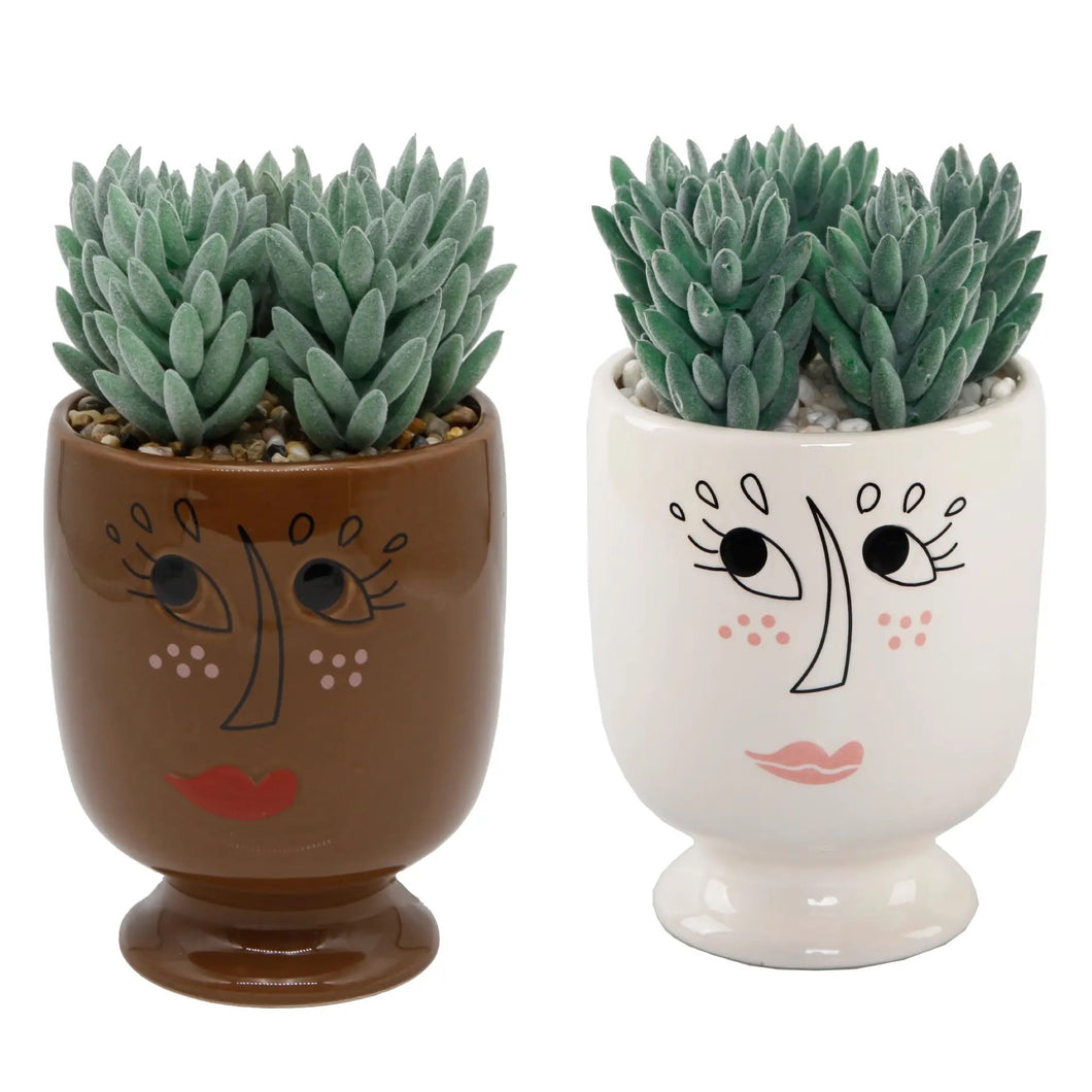 Picasso Succulent Planter