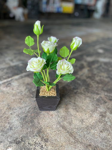 Cream Rose in Dark Wood-Small