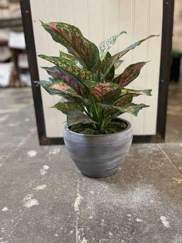 Chinese Evergreen Plant