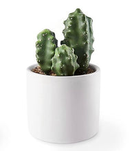 Load image into Gallery viewer, Mini Succulent Planter