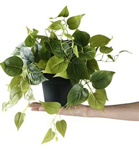 Faux Pothos Plant