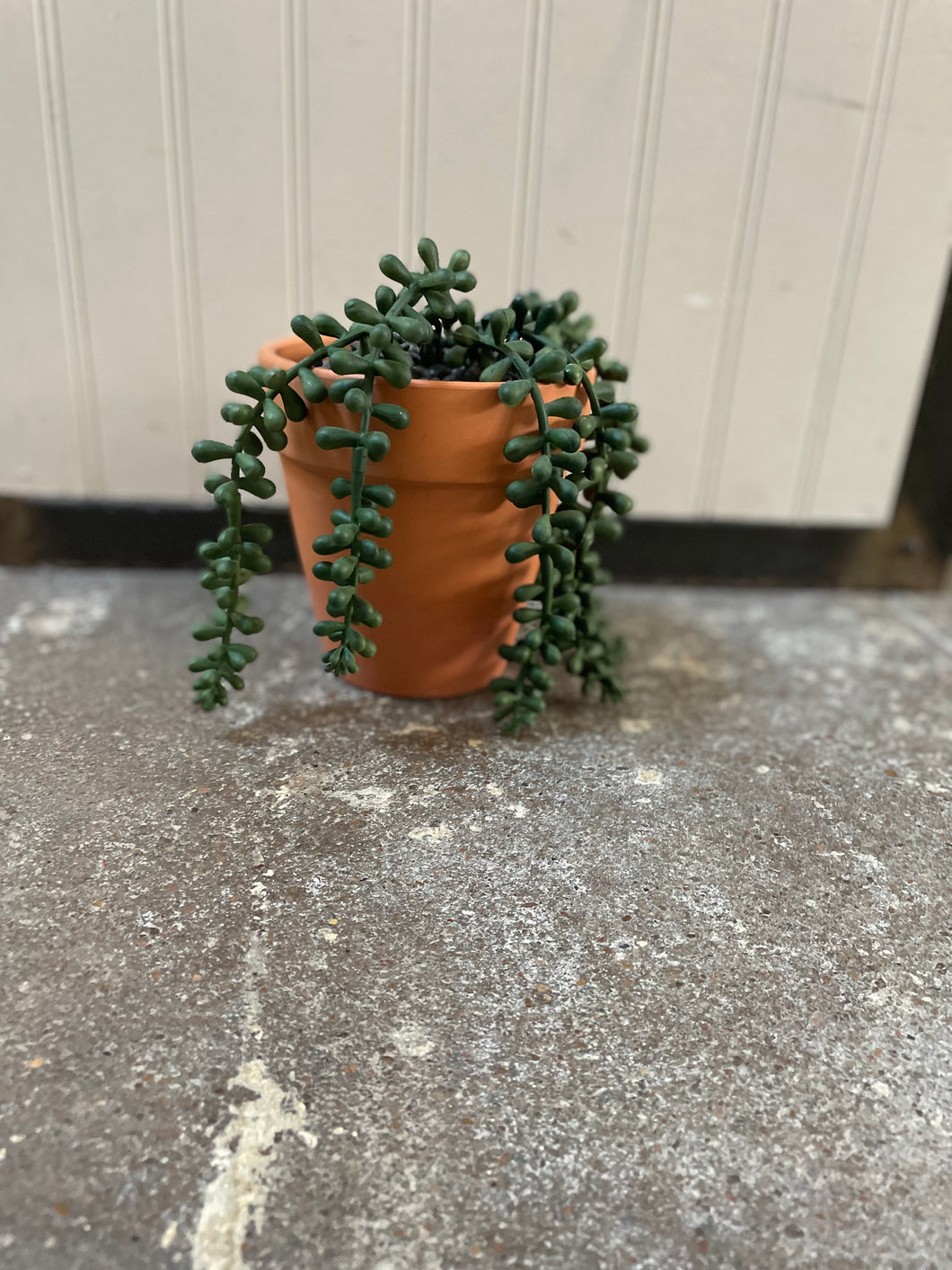Terracotta Pot with Succulent