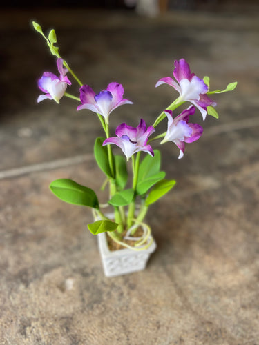 Violet & White Orchid in White Pot-Small