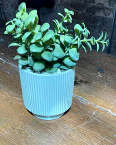 Small Leafy Plant in Light Green Pot