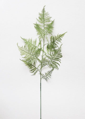 Faux Asparagus Fern