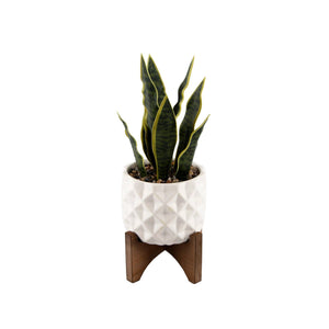 Snake plant in White Pot on Stand
