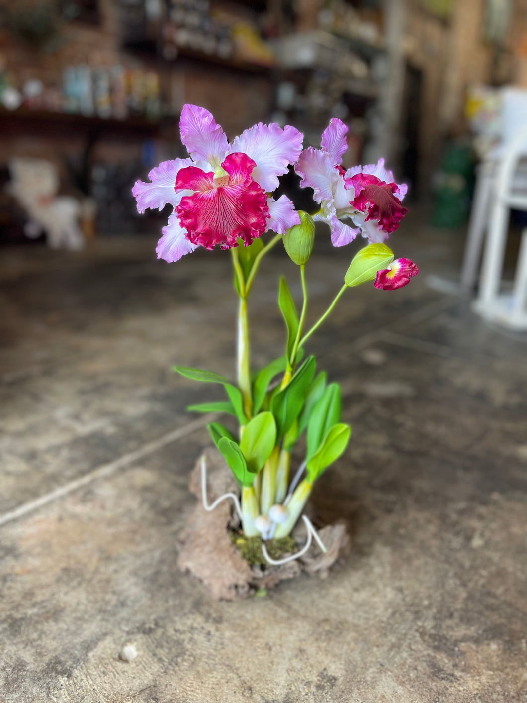 Pink Cattleya Orchid on Wood-Large