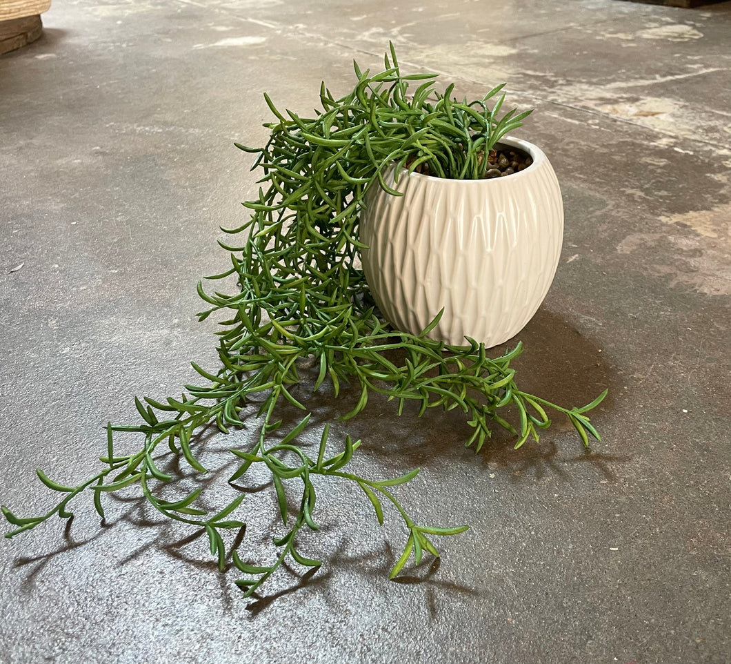 Drooping Succulent in White Pot