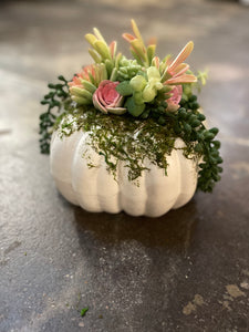 Succulent Pumpkin Planter
