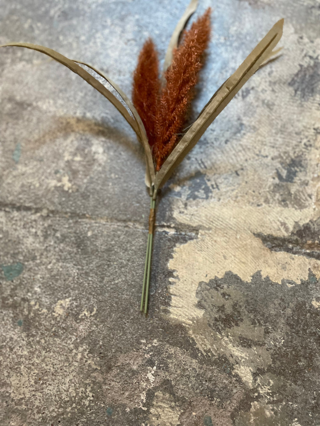 Rust Bunny Tail Grass