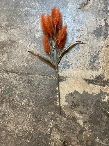 Orange Bunny Tail Grass