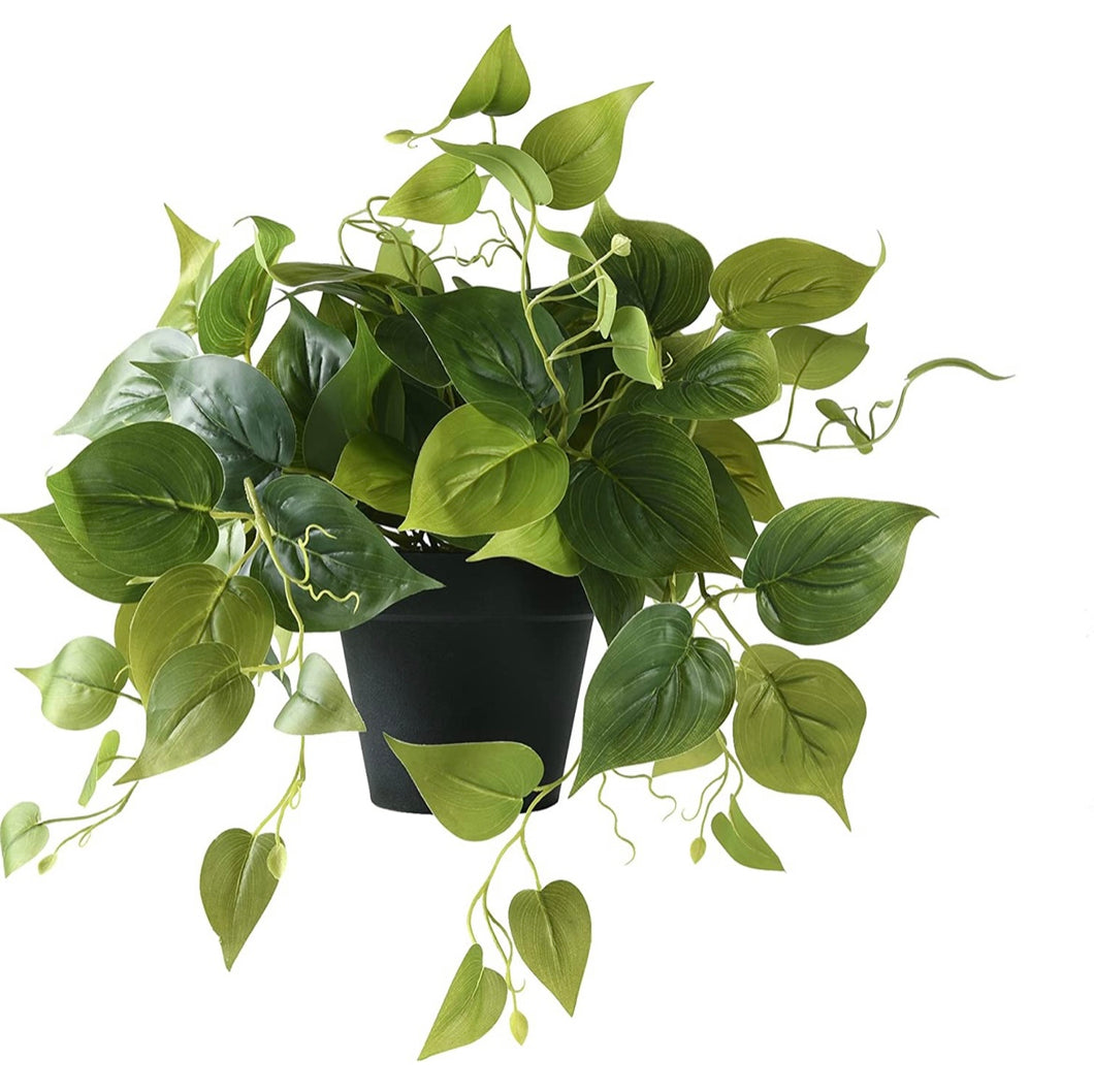 Faux Pothos Plant