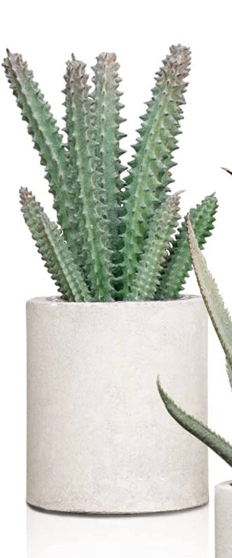 Cement Succulent Planter