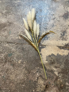 Blonde Bunny Tail Grass
