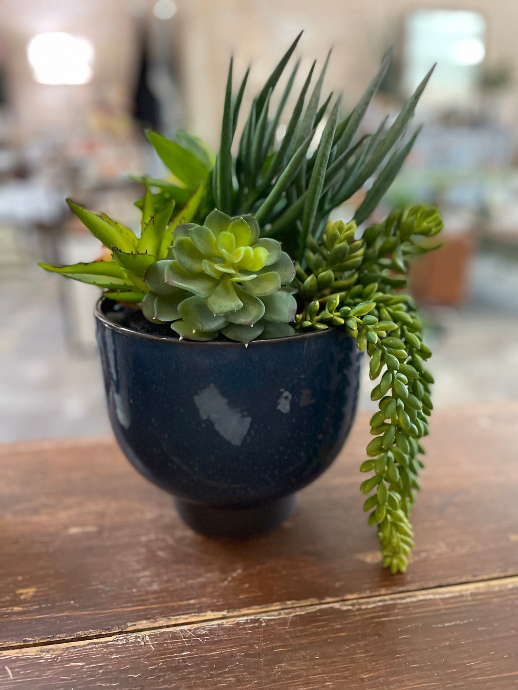 Succulent Mix in Deep Blue Pot