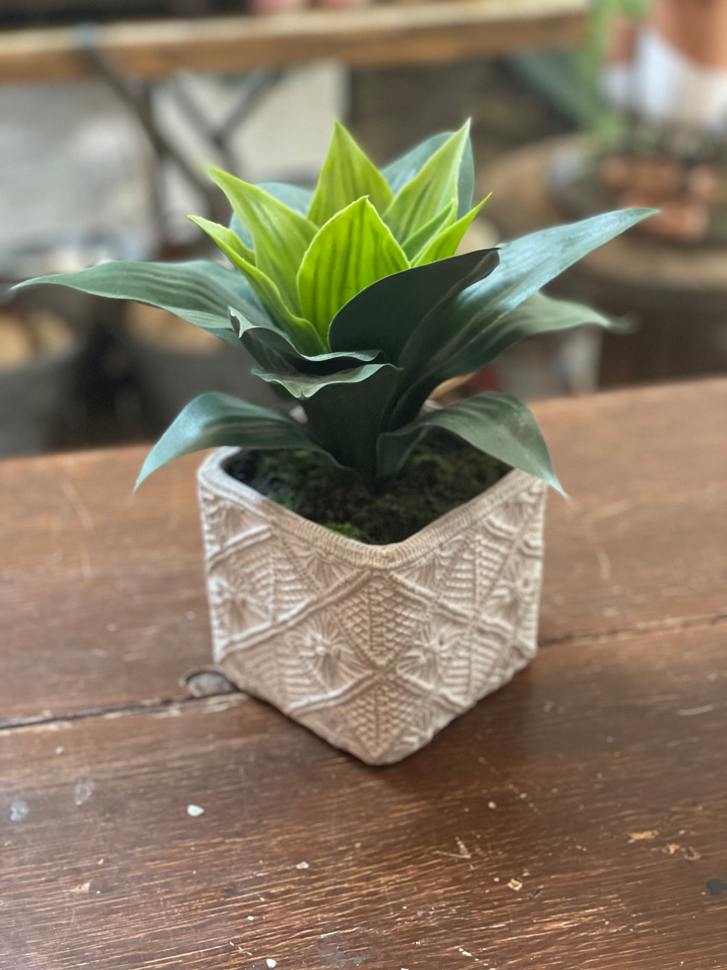 Plant in Cement Macrame Pot