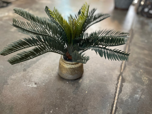 Sago Palm in Gold Pot