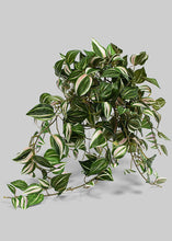 Load image into Gallery viewer, Artificial Variegated Wandering Jew