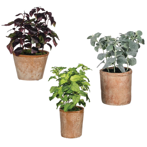 Potted Herbs