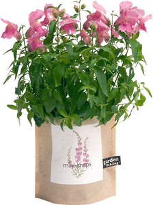 Snapdragon In A Bag - Black & White Interiors