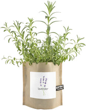 Load image into Gallery viewer, Lavender In A Bag - Black &amp; White Interiors