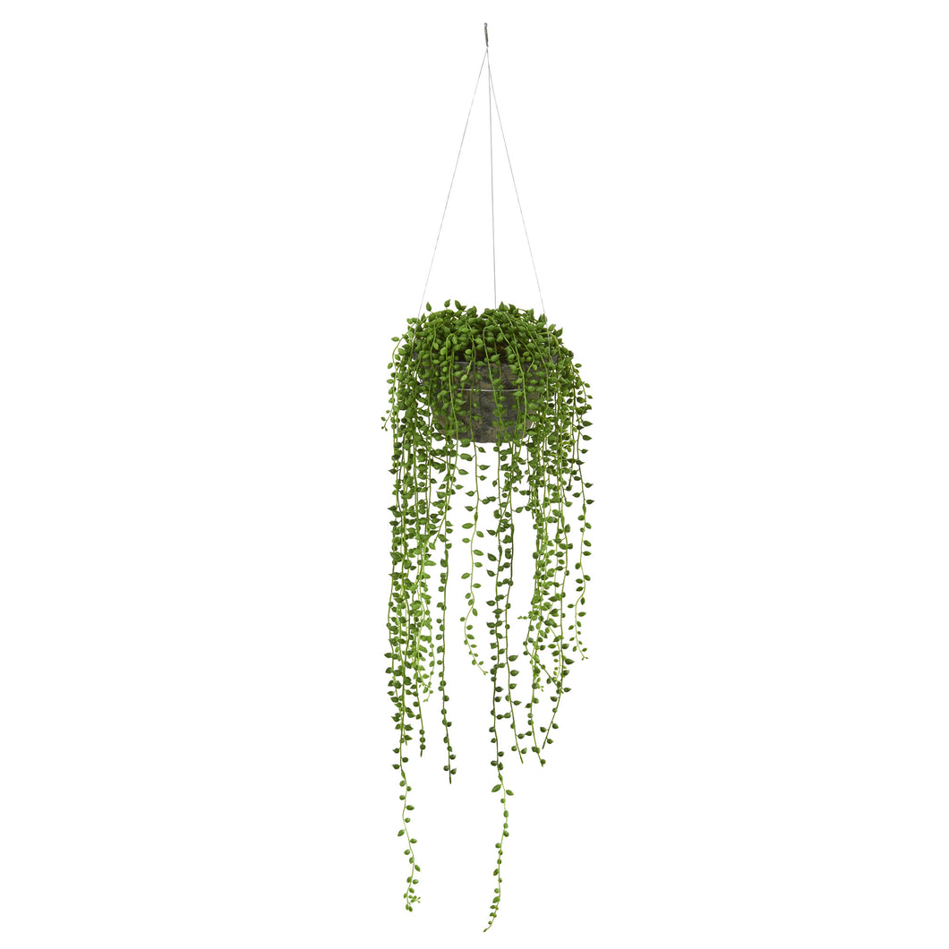 String Of Pearl In Hanging Basket