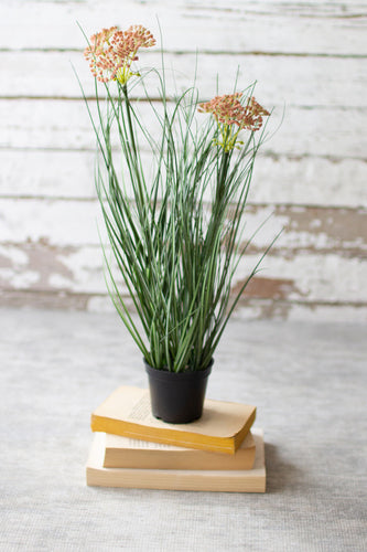 Onion Grass With Flowers