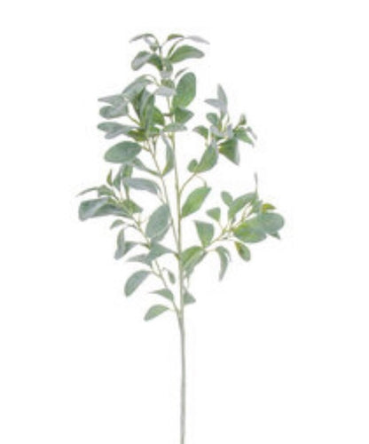 Lambs Ear Stem