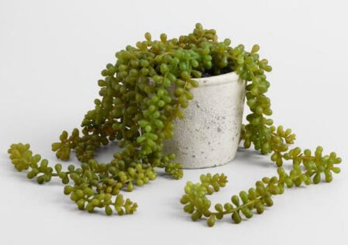 Artificial String Of Pearls In White Pot