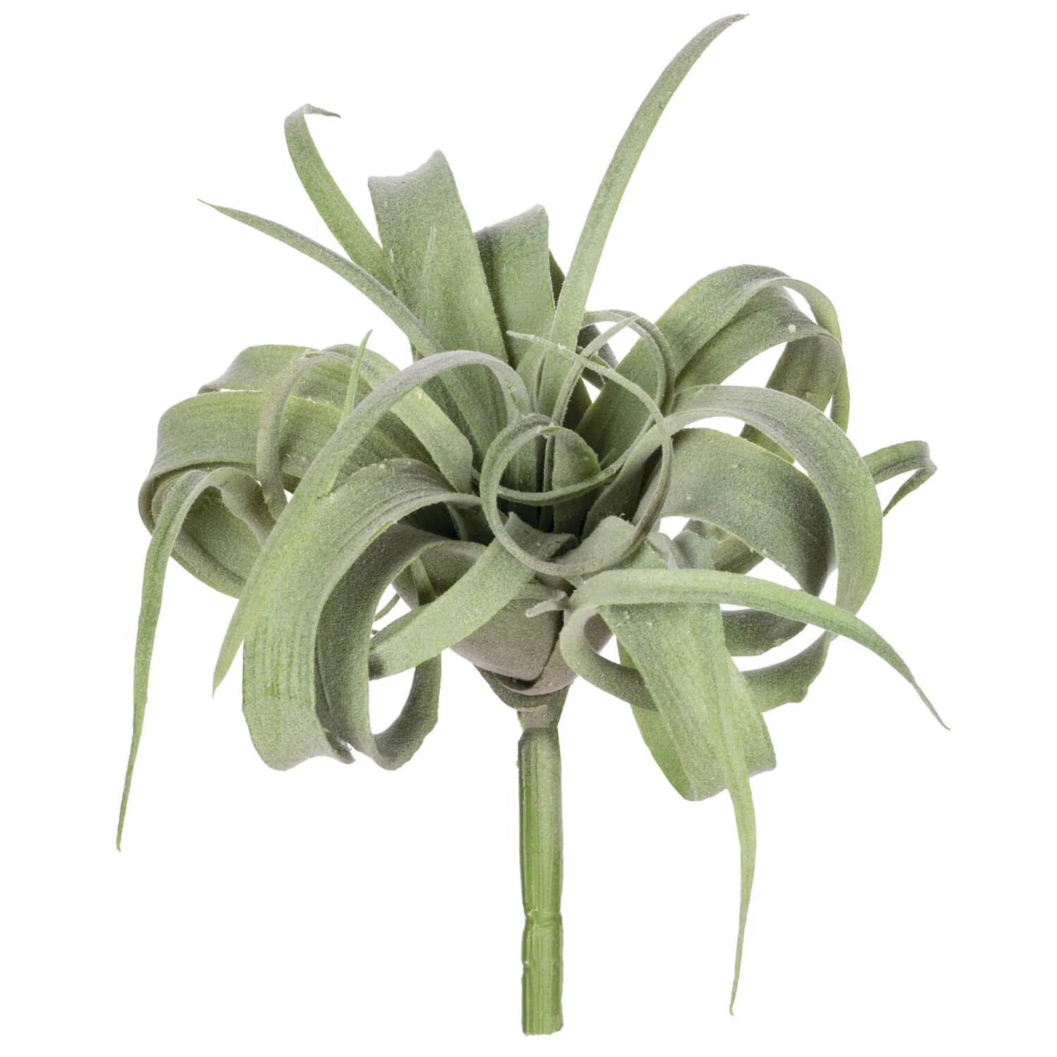 Curly Air Plant – Black & White Interiors