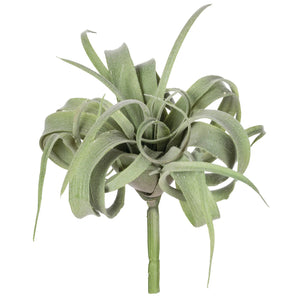 Curly Air Plant