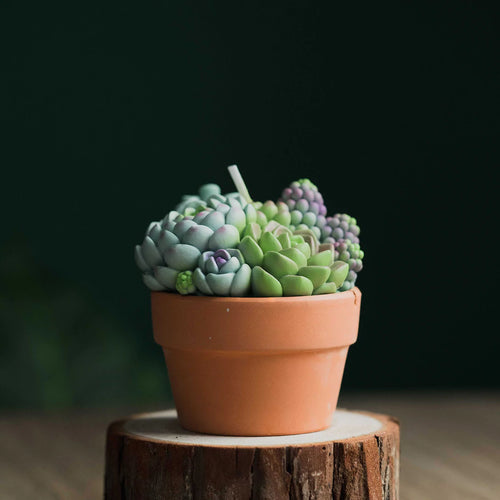 Succulent Pot Scented Candle