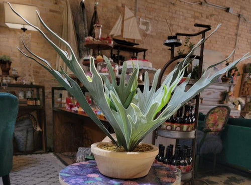 Staghorn Fern Potted Plant