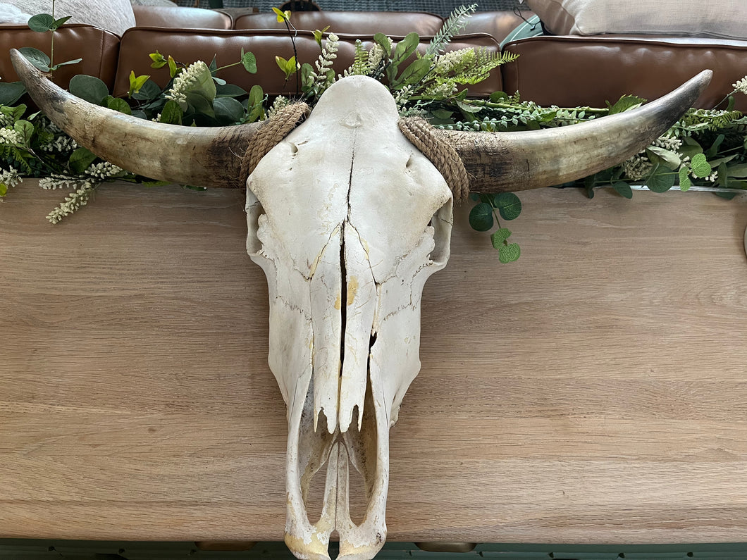 Large White Cow Skull